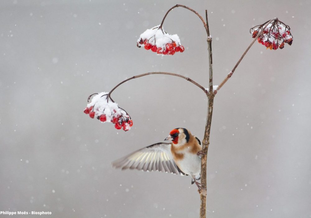 Biodiversité ordinaire - oiseau